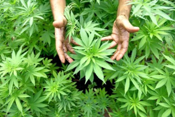 Poliţiştii, puşi pe jar: la 10 kilometri de Mangalia se află o cultură de canabis!
